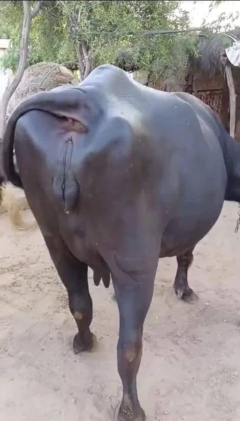 Murrah Buffalo in  RAJASTHAN