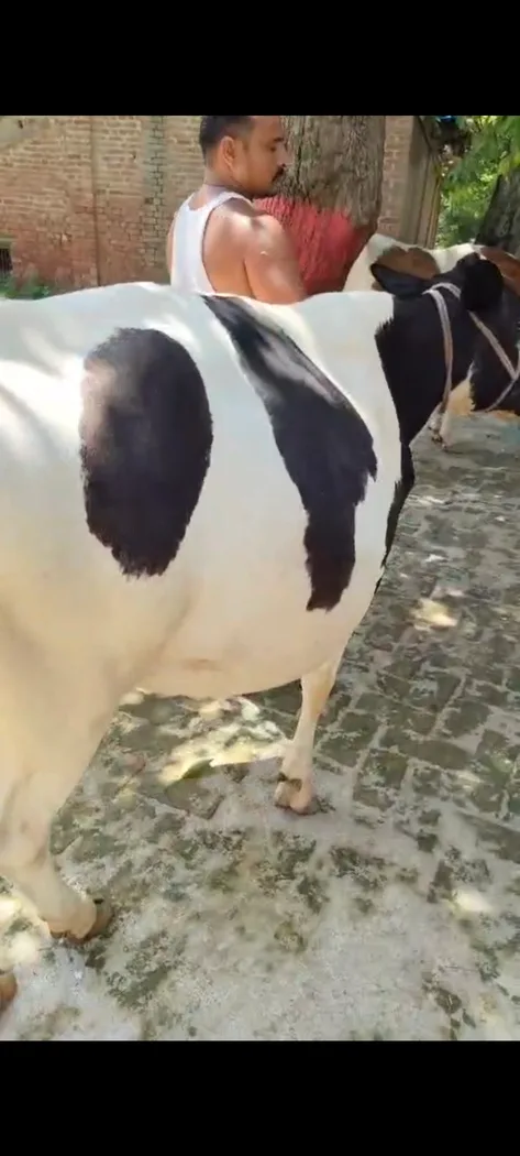 HF Cow in  UTTAR PRADESH