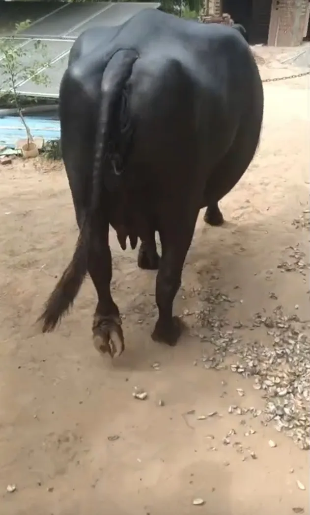 Murrah Buffalo in  HARYANA