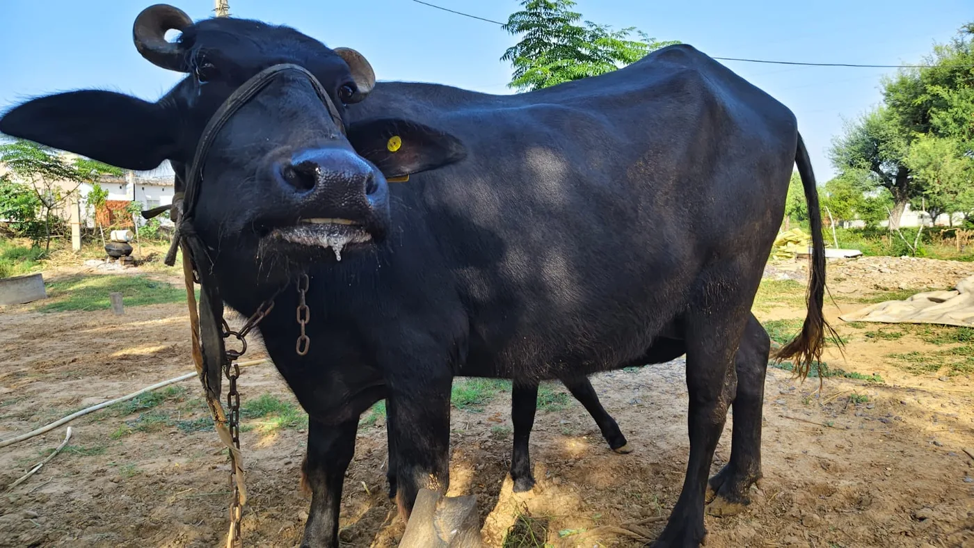 Murrah Heifer Buffalo M5314 in  RAJASTHAN