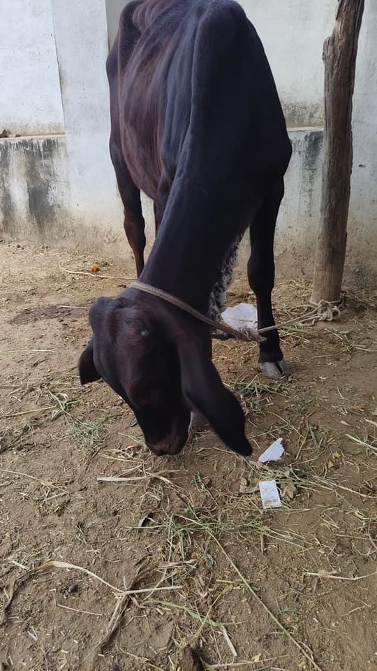 Rathi Cow in  RAJASTHAN