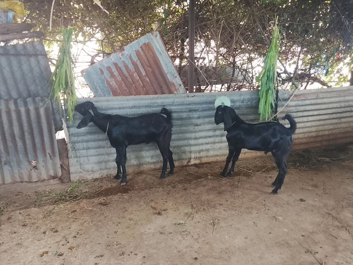 Beetal Goat B0487 in  MAHARASHTRA