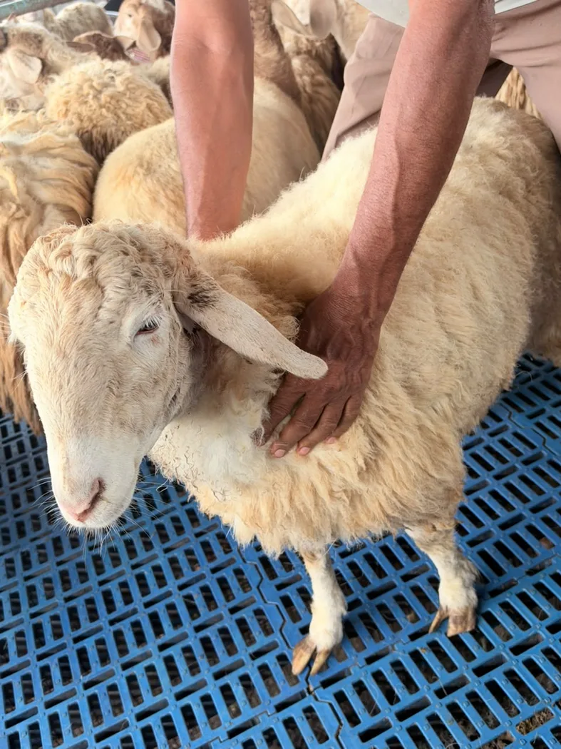 Bannu cross Sheep O0108 in KARNATAKA