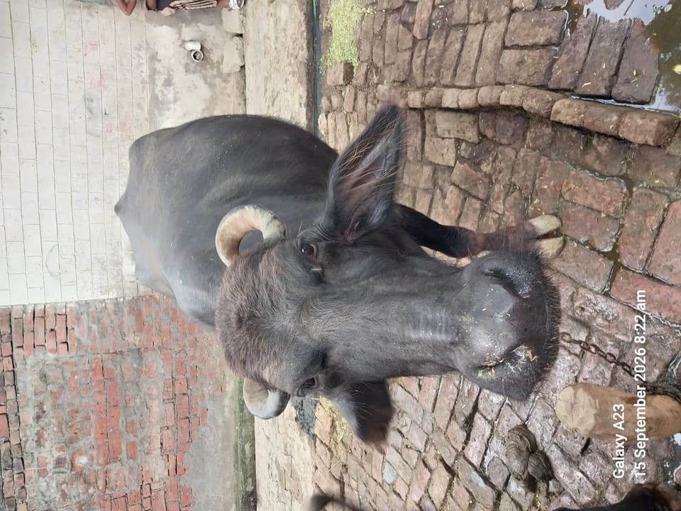 Murrah Buffalo in  UTTAR PRADESH