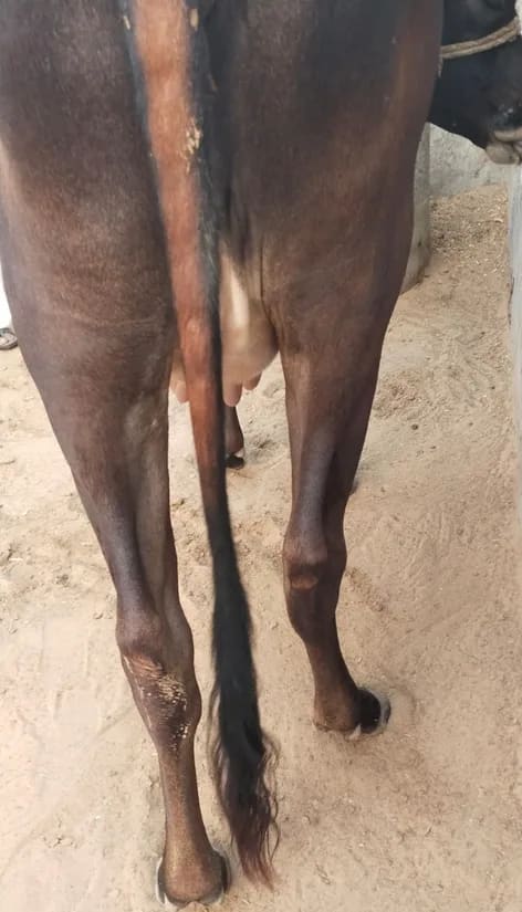 Kapila Cow in  RAJASTHAN