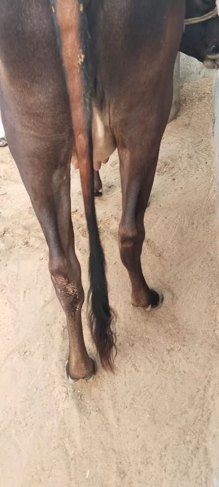 HF Cow in  RAJASTHAN