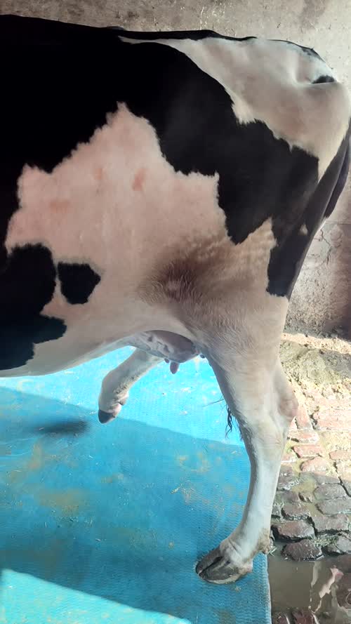 HF Heifer Cow H3325 in  UTTAR PRADESH