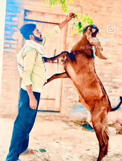 Beetal Goat in  HARYANA