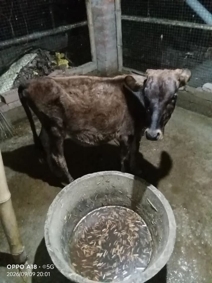 Jersey Cow J1561 in  WEST BENGAL