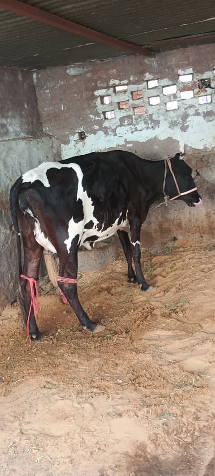 HF Cow in  RAJASTHAN