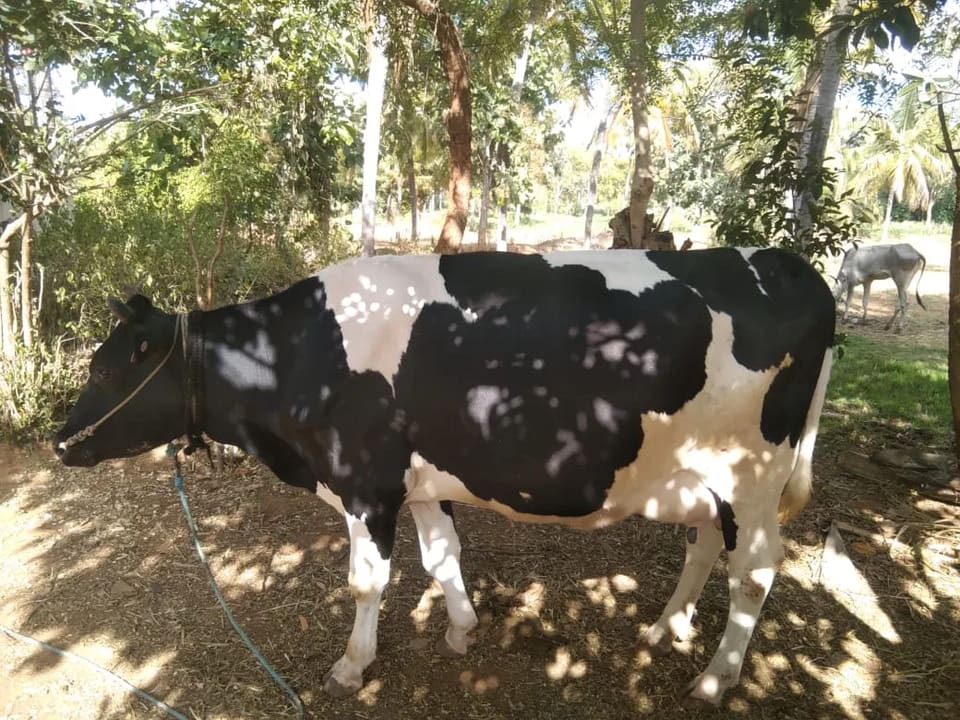 HF Heifer Cow H3239 in  KARNATAKA