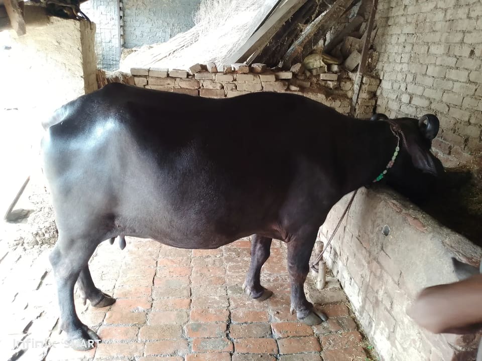 Murrah Buffalo M4709 in  UTTAR PRADESH