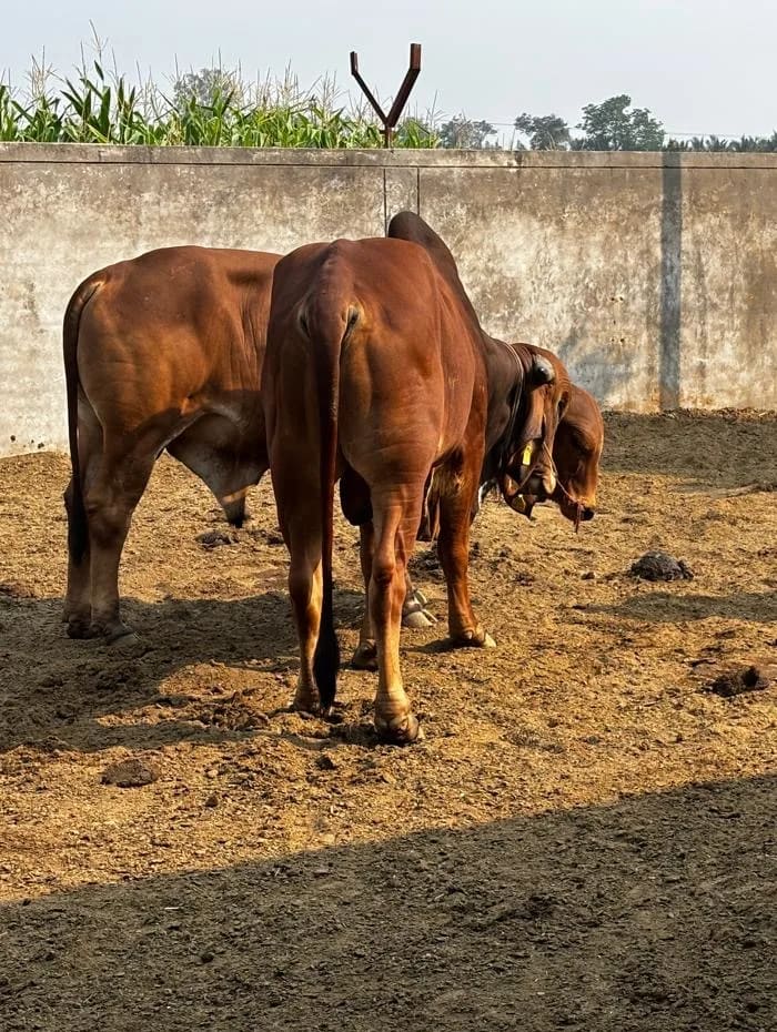Gir Cow in  GUJARAT