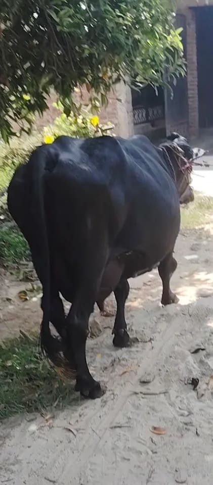 HF Cow in  BIHAR