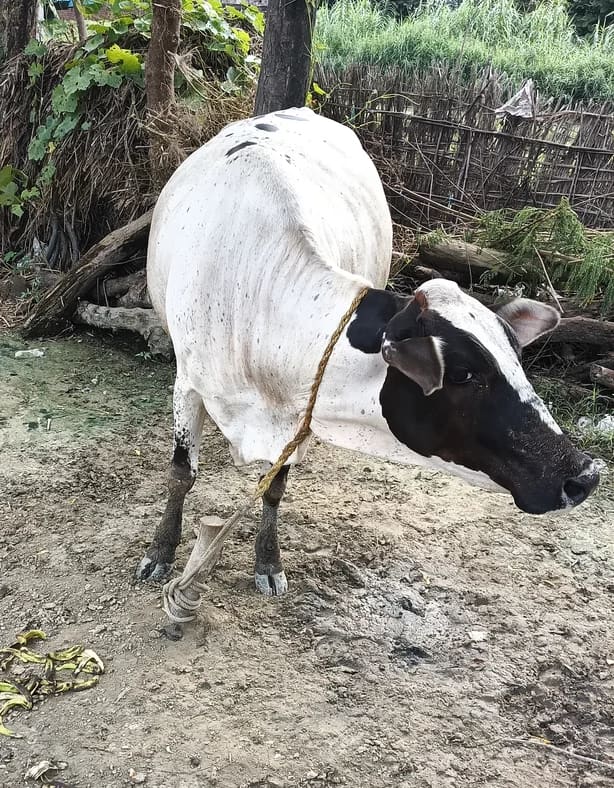 Jersey Cow in  UTTAR PRADESH