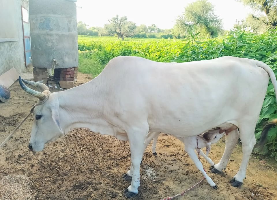 Others Cow in  RAJASTHAN