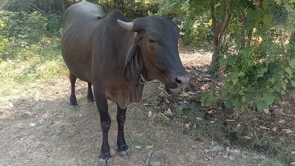 Gir Cross Cow O0584 in  GUJARAT