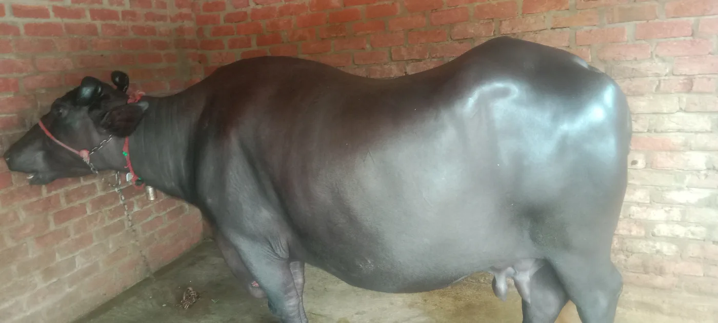 Murrah Buffalo in  UTTAR PRADESH