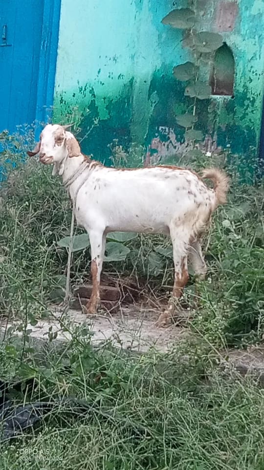Barbari Goat B0521 in  MADHYA PRADESH