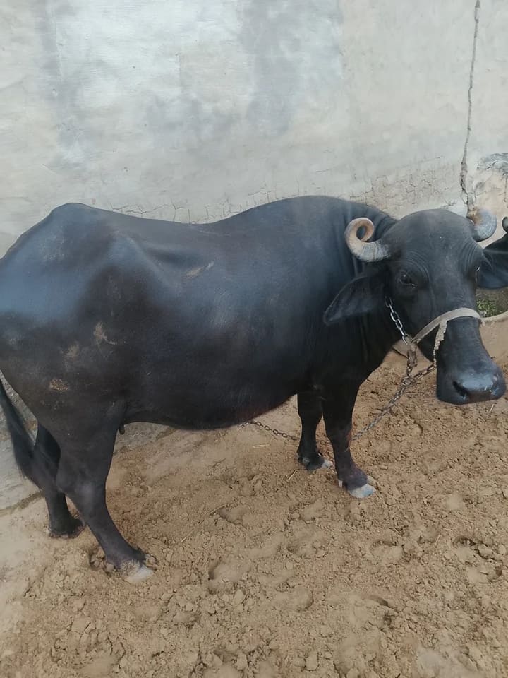 Murrah Buffalo in  RAJASTHAN