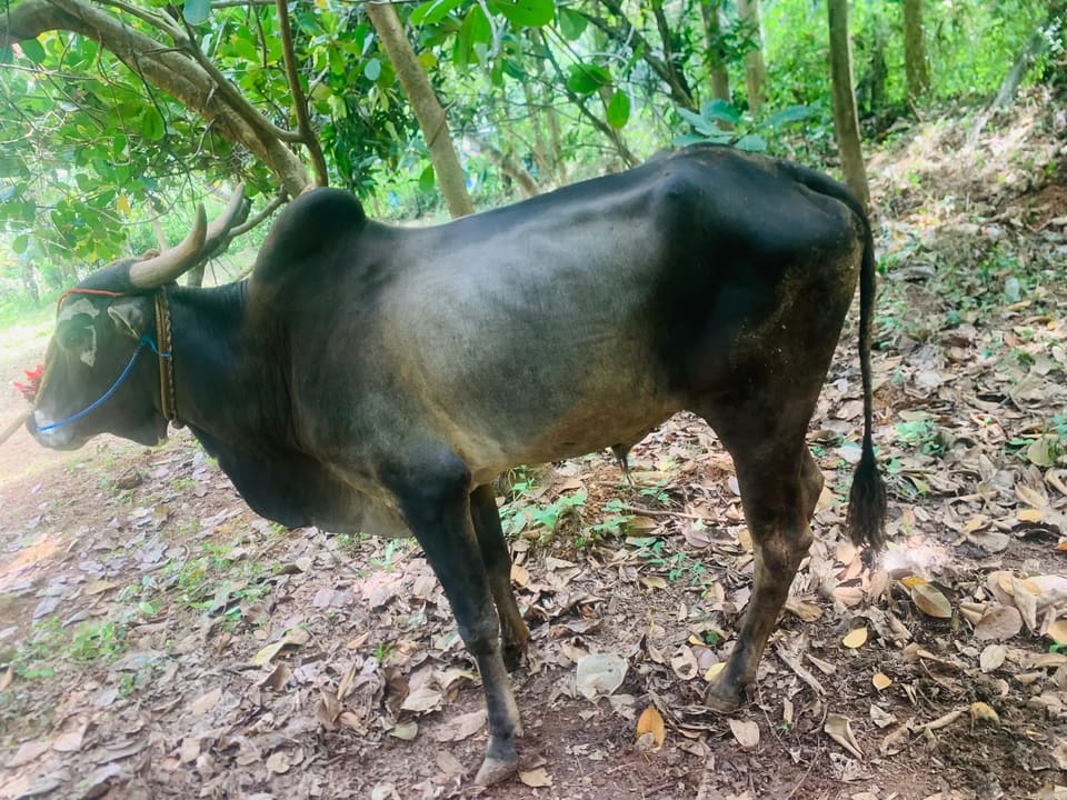 Others Cow in  KERALA