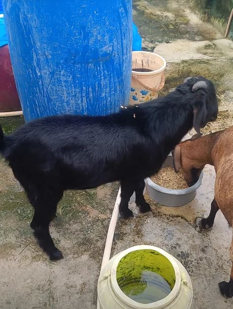 Black Bengal Goat in  JHARKHAND