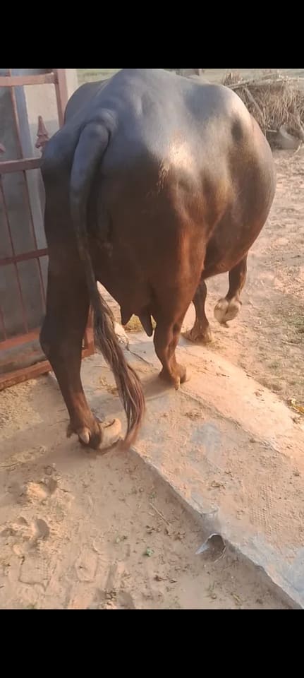 Others Buffalo in  RAJASTHAN