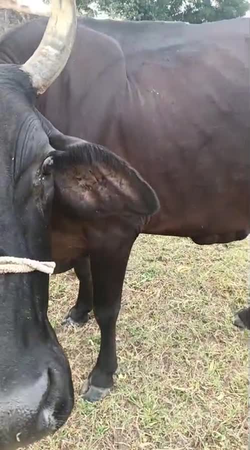 Kapila Heifer Cow K0256 in  DELHI
