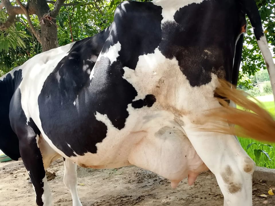 HF Cow H3097 in UTTAR PRADESH