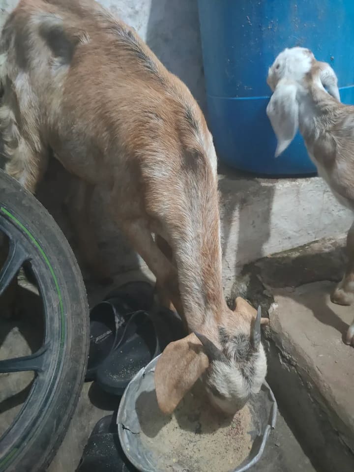 Barbari Goat B0528 in  TELANGANA