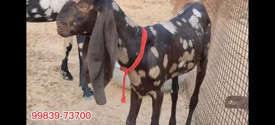 Sirohi Goat S0565 in  MADHYA PRADESH