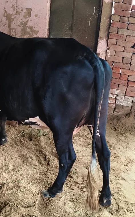 HF Cow in  RAJASTHAN