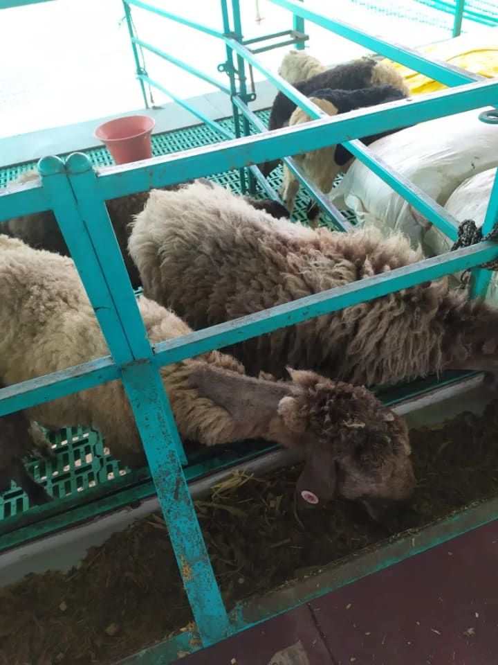 NARI Suwarna Sheep in  KARNATAKA