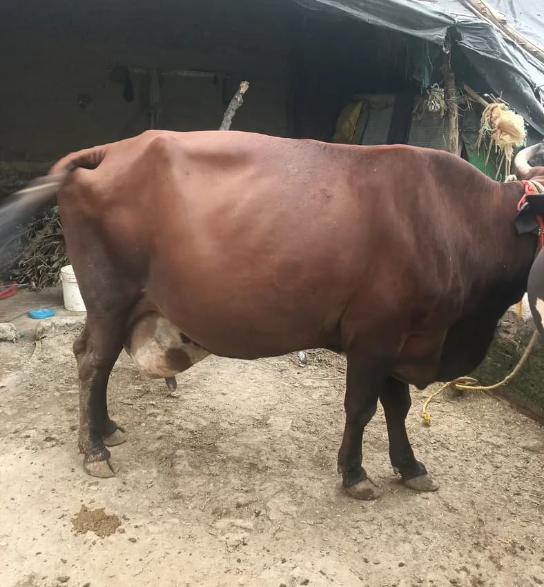 Jersey Cow J1574 in  UTTAR PRADESH