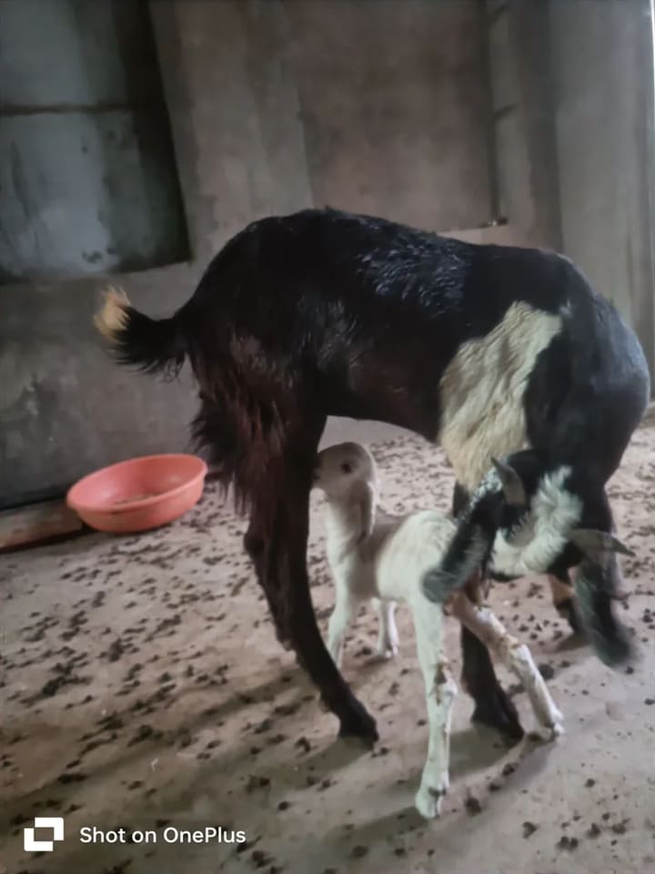 Jakhrana Goat in  RAJASTHAN
