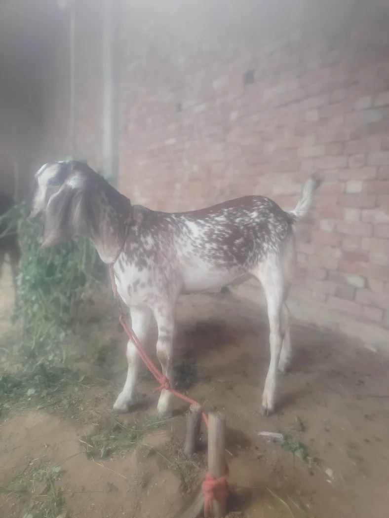 Barbari Goat B0519 in  UTTAR PRADESH