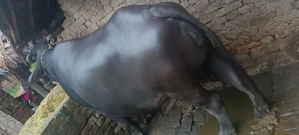 Murrah Buffalo in UTTAR PRADESH