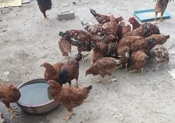 Others Others in  PUNJAB