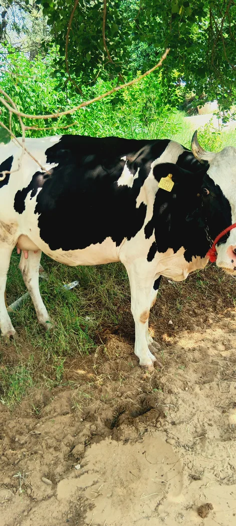 HF Cow in  RAJASTHAN
