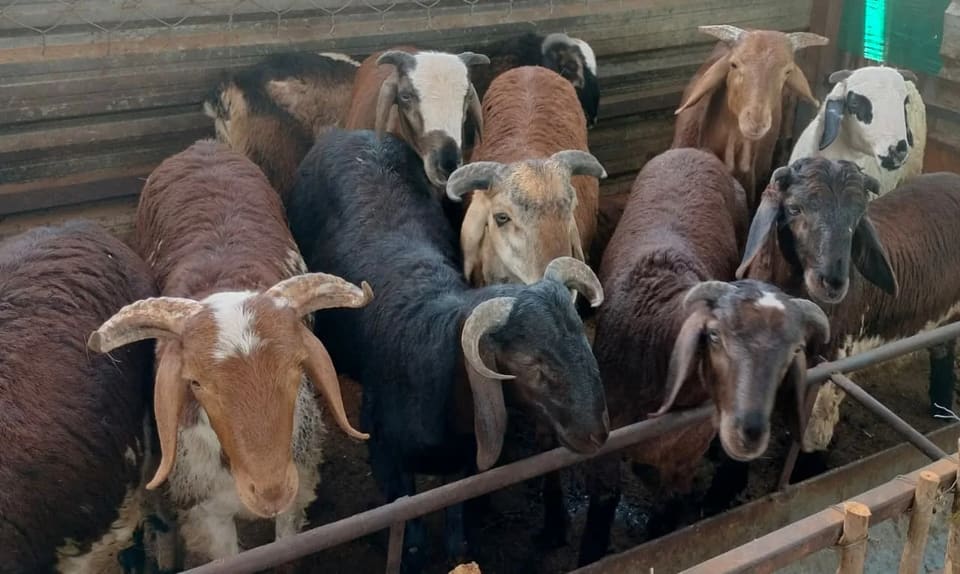 Sindhanoor Sheep S0217 in  ANDHRA PRADESH