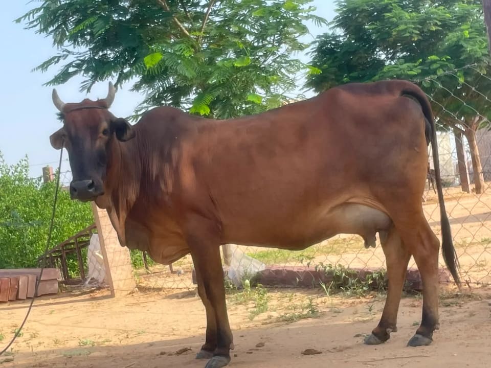 Gir Cow in  RAJASTHAN