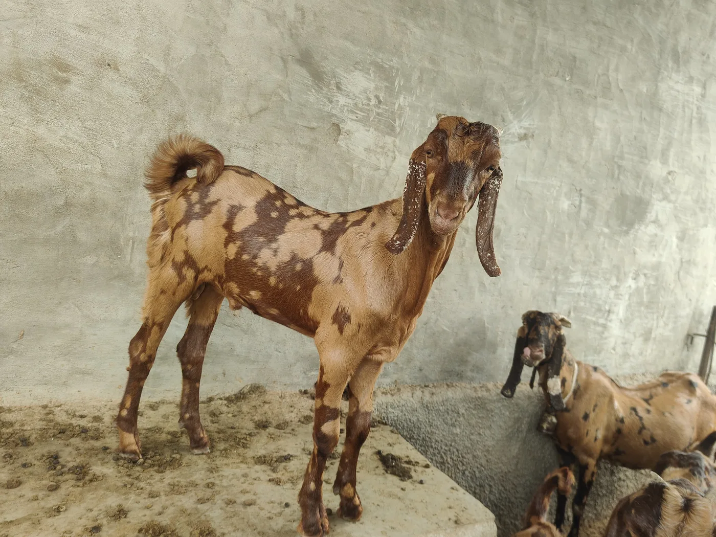 Sirohi Goat S0557 in  RAJASTHAN