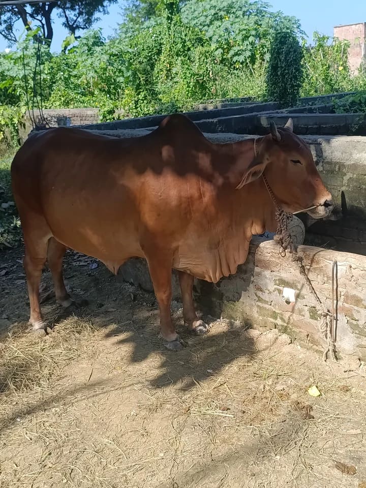 Sahiwal Cow in  UTTAR PRADESH