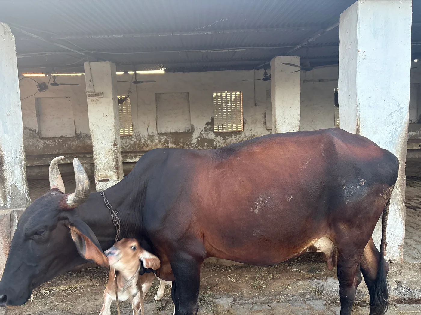 Desi Cow O0532 in  RAJASTHAN