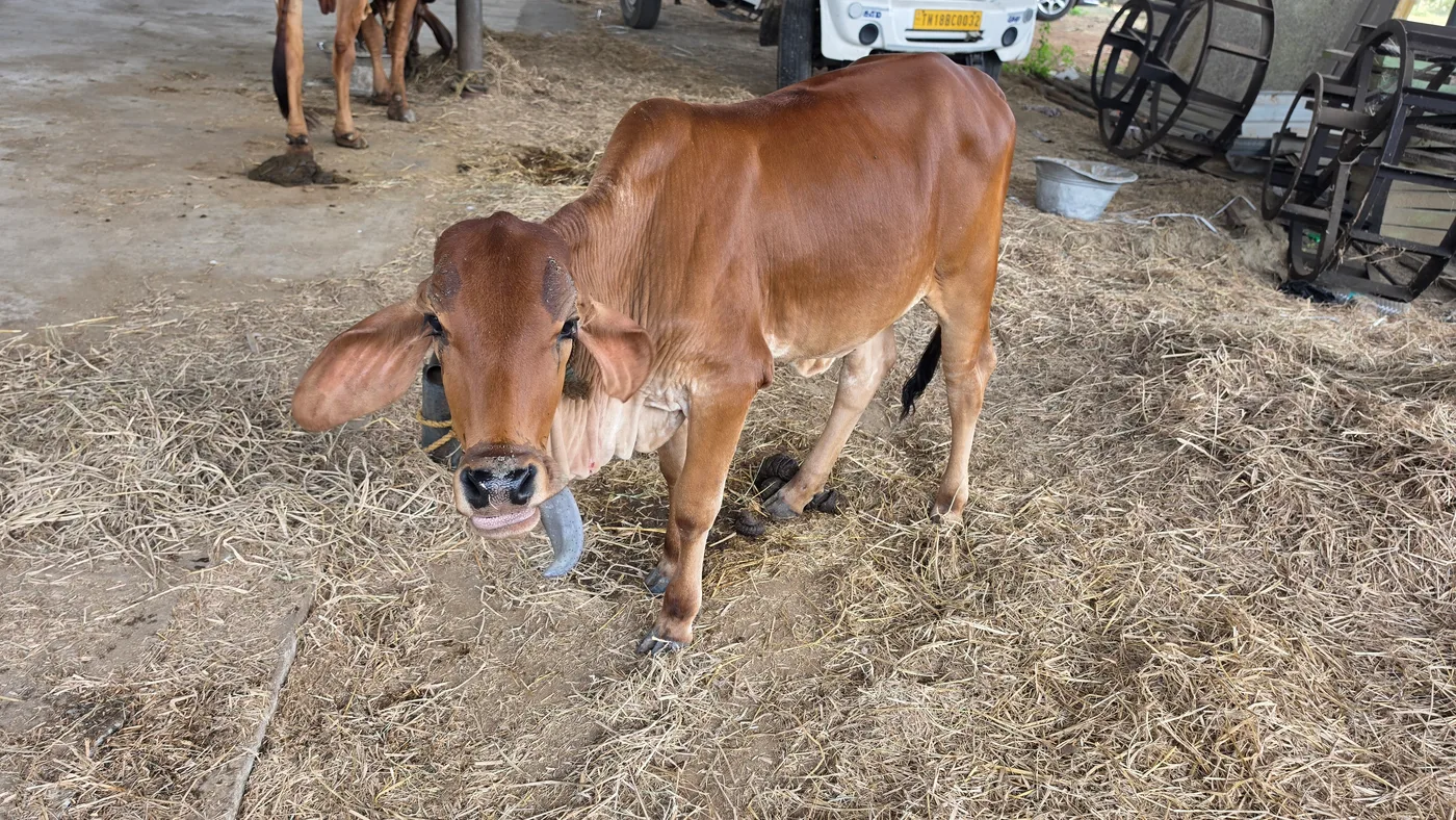 Sahiwal Cow in  TAMIL NADU