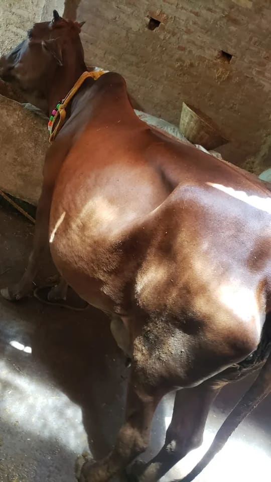Others Cow in  JHARKHAND