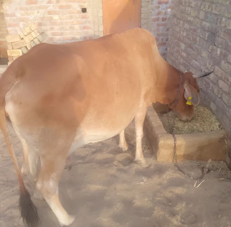 Jersey Cow J1568 in  RAJASTHAN