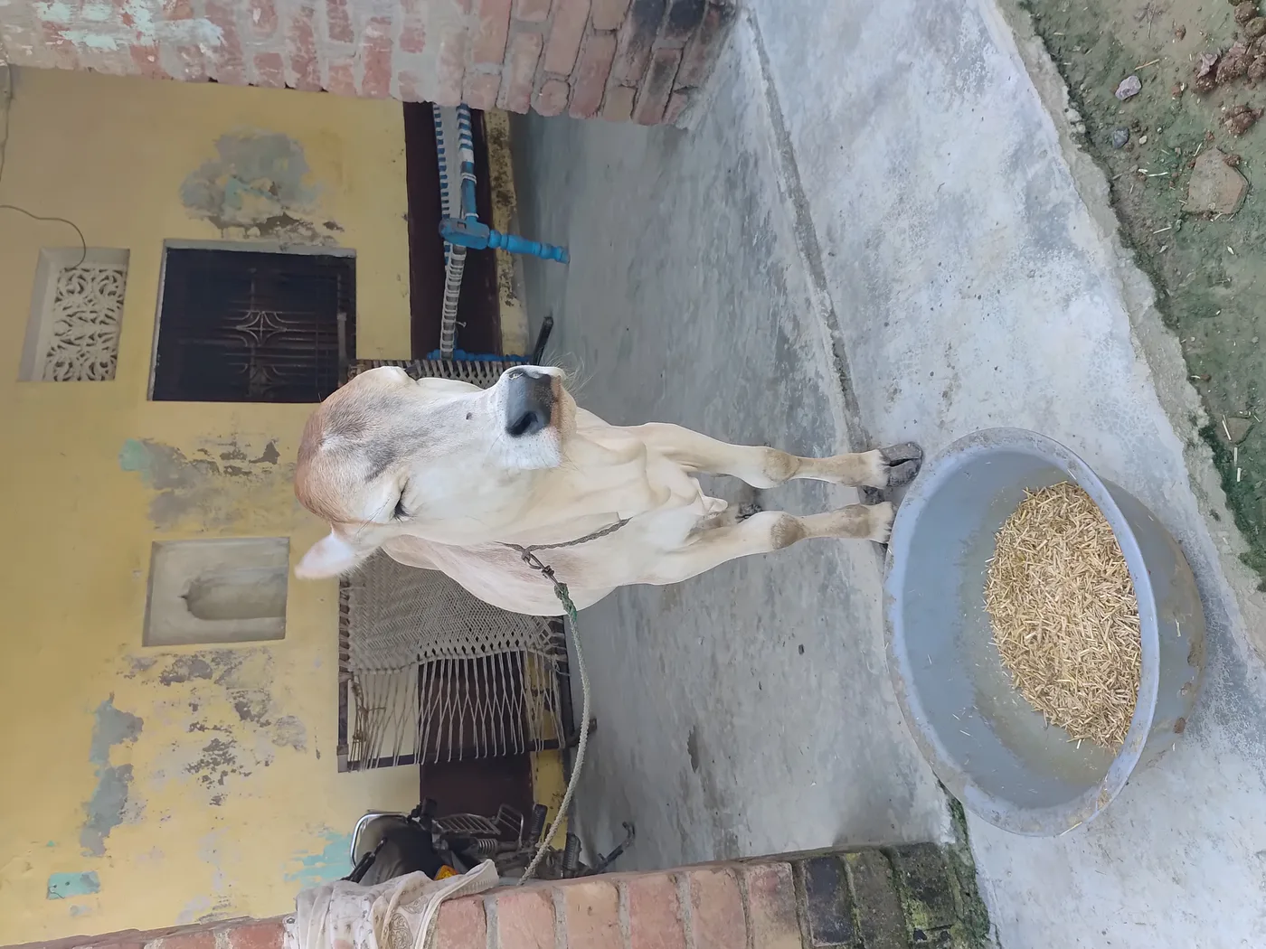 Punganur  Cow in  UTTAR PRADESH