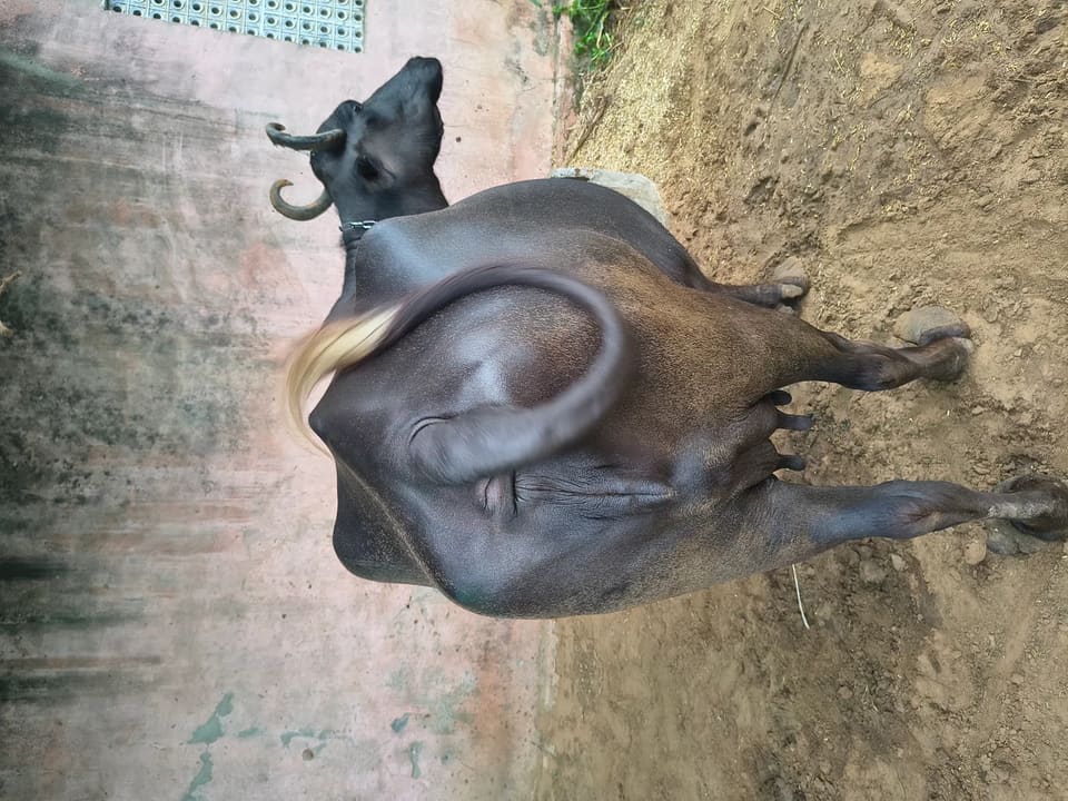 Others Buffalo in RAJASTHAN