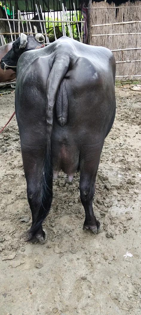 Murrah Buffalo in BIHAR